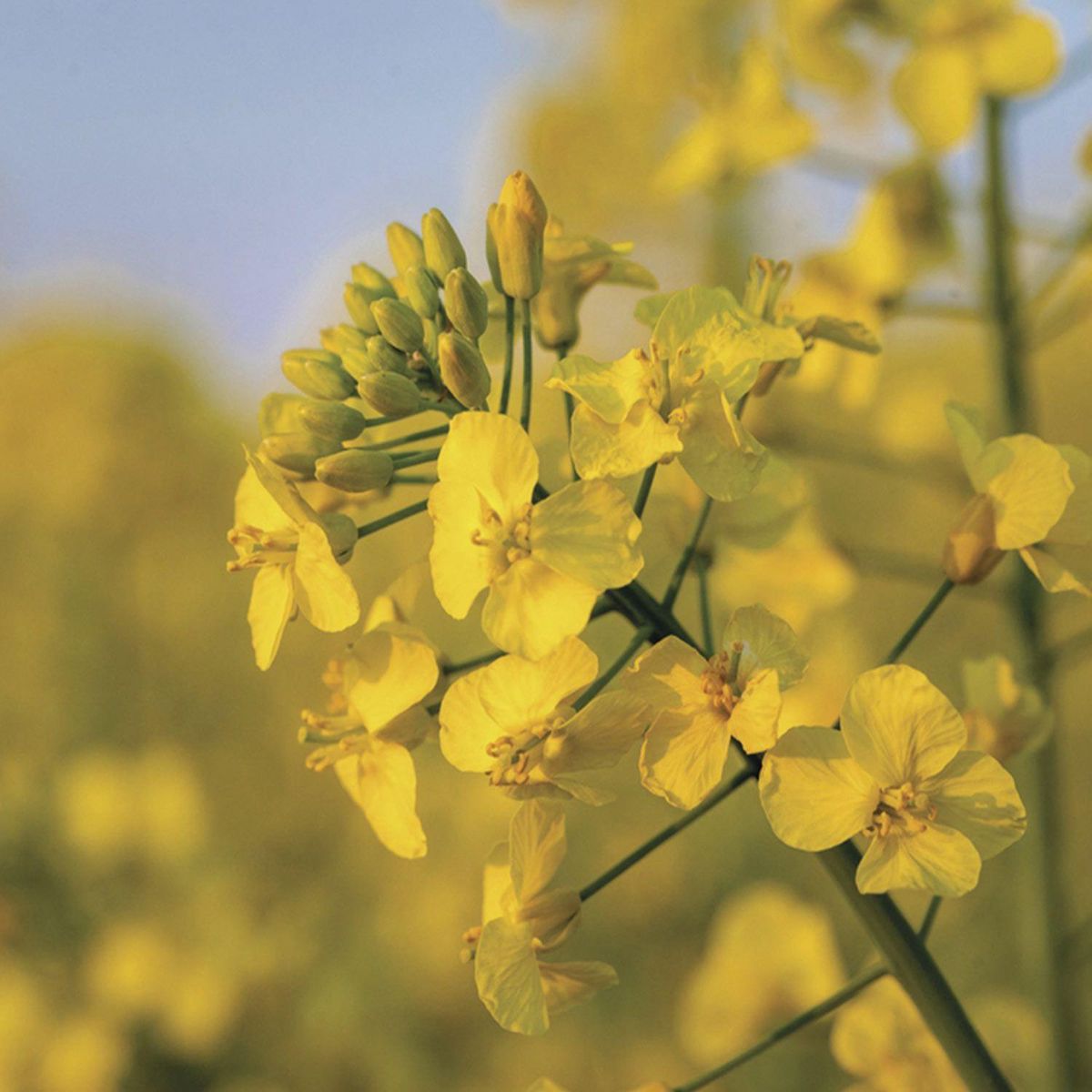 Rayher Cire de colza pour moulage 1kg