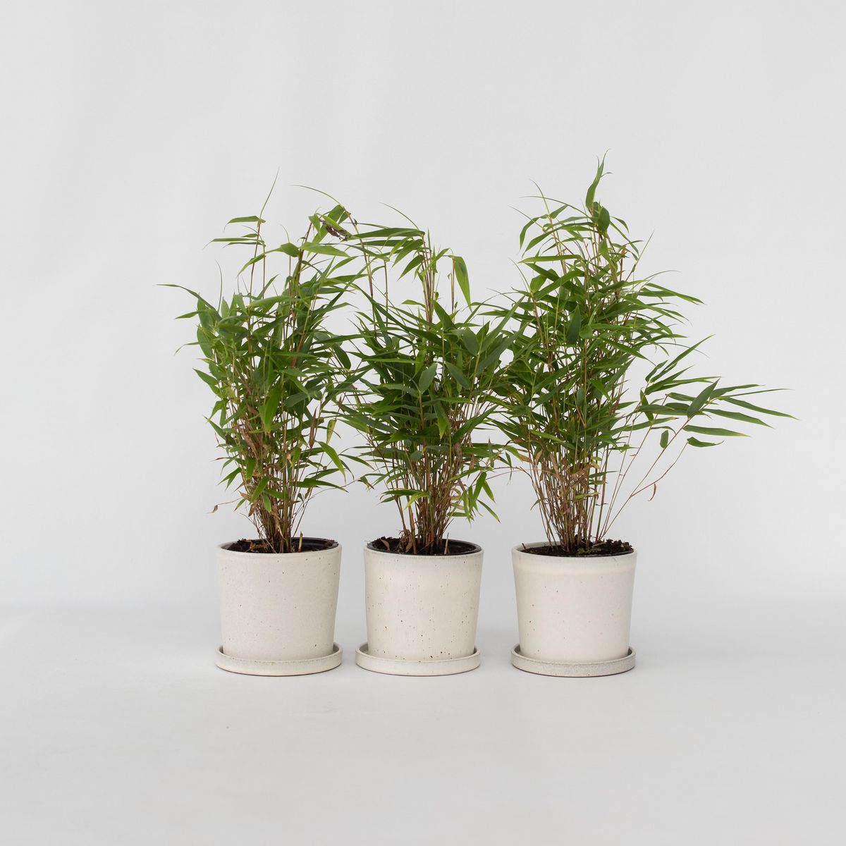 PLANT IN A BOX Bambou non-traçant - Set de 3 - Fargesia rufa - Hauteur 25-40cm - ⌀13cm