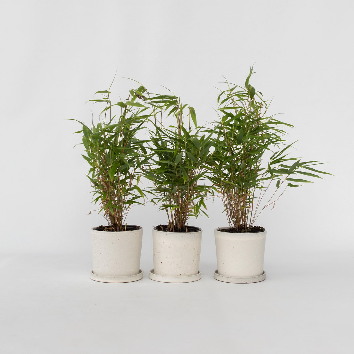 PLANT IN A BOX Bambou non-traçant - Set de 3 - Fargesia rufa - Hauteur 25-40cm - ⌀13cm
