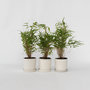 Voir la diapositive 6 : PLANT IN A BOX Bambou non-traçant - Set de 3 - Fargesia rufa - Hauteur 25-40cm - ⌀13cm