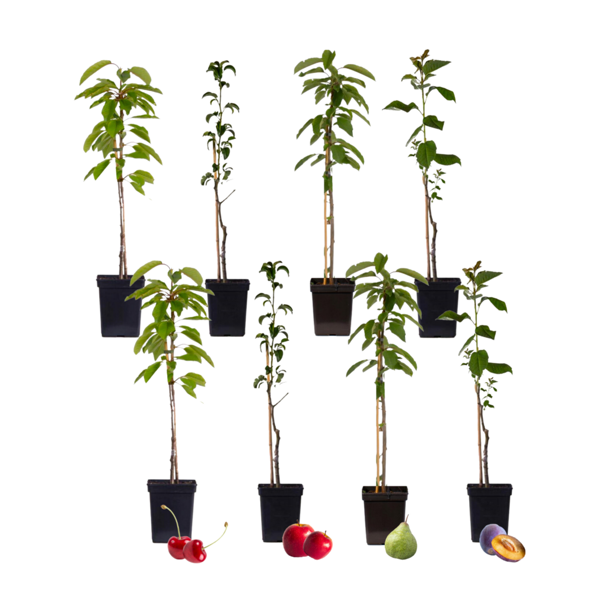 PLANT IN A BOX Mélange d'arbres fruitiers - Set de 8 - Malus, Pryus, Prunus - H60-70cm - ⌀9cm