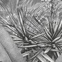 Komar Komar Papier peint photo Amazonia Noir et blanc 400x250 cm