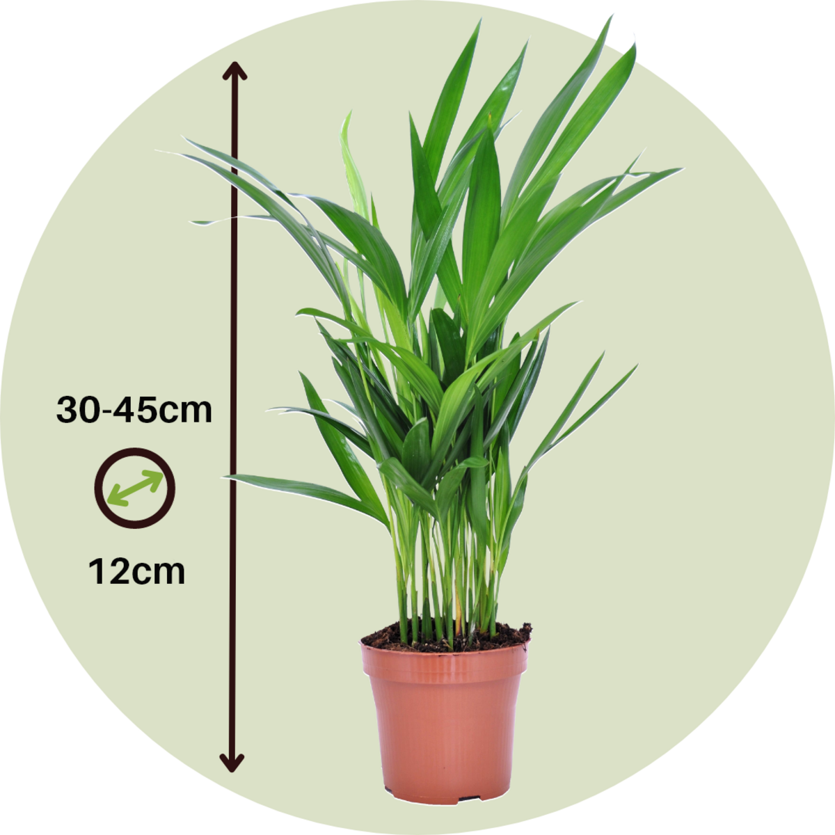 PLANT IN A BOX Palmier areca - Set de 2 - Dypsis lutescens - Hauteur 30-45cm - ⌀12cm