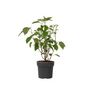 Voir la diapositive 1 : PLANT IN A BOX Hortensia - Hydrangea 'Strong Annabelle' - Hauteur 30-40cm - ⌀19cm