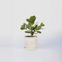 Voir la diapositive 6 : PLANT IN A BOX Pommier baumier - Clusia rosea 'Princess' - Hauteur 25-35cm - ⌀12cm