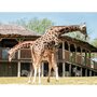 Voir la diapositive 2 : Smartbox Journée au Parc Zoologique d'Amnéville en famille - Coffret Cadeau Sport & Aventure