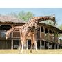 Voir la diapositive 2 : Smartbox Journée au Parc Zoologique d'Amnéville en famille - Coffret Cadeau Sport & Aventure