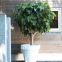 Voir la diapositive 4 : PLANT IN A BOX Figuier de Barbarie - Set de 2 - Ficus carica 'Brown Turkey' - H25-40cm - ⌀9cm
