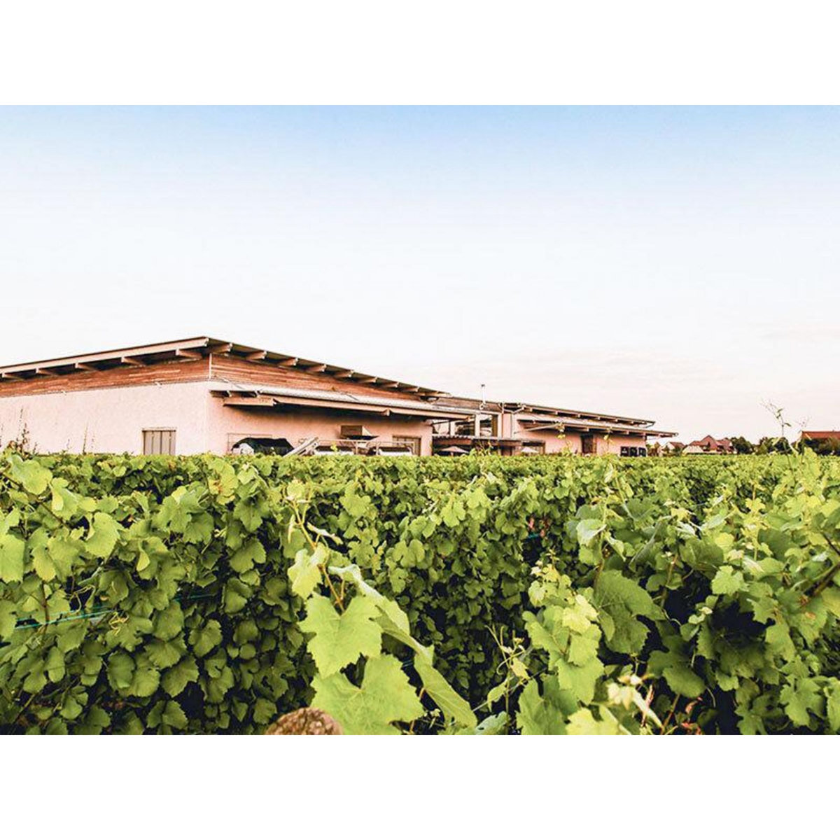 Smartbox Coffret de 2 bouteilles de vin biodynamique et naturel à domicile - Coffret Cadeau Gastronomie