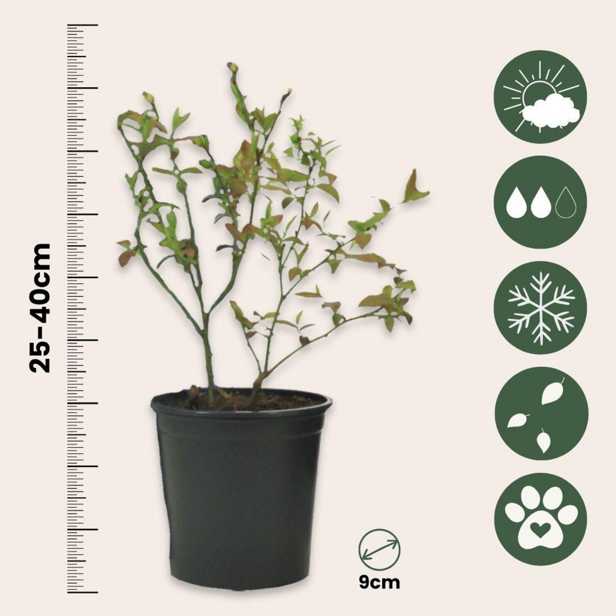 PLANT IN A BOX Plantes fruitières - Set de 8 - Actinidia, Vaccinium, Lycium - H25-40cm - ⌀9cm