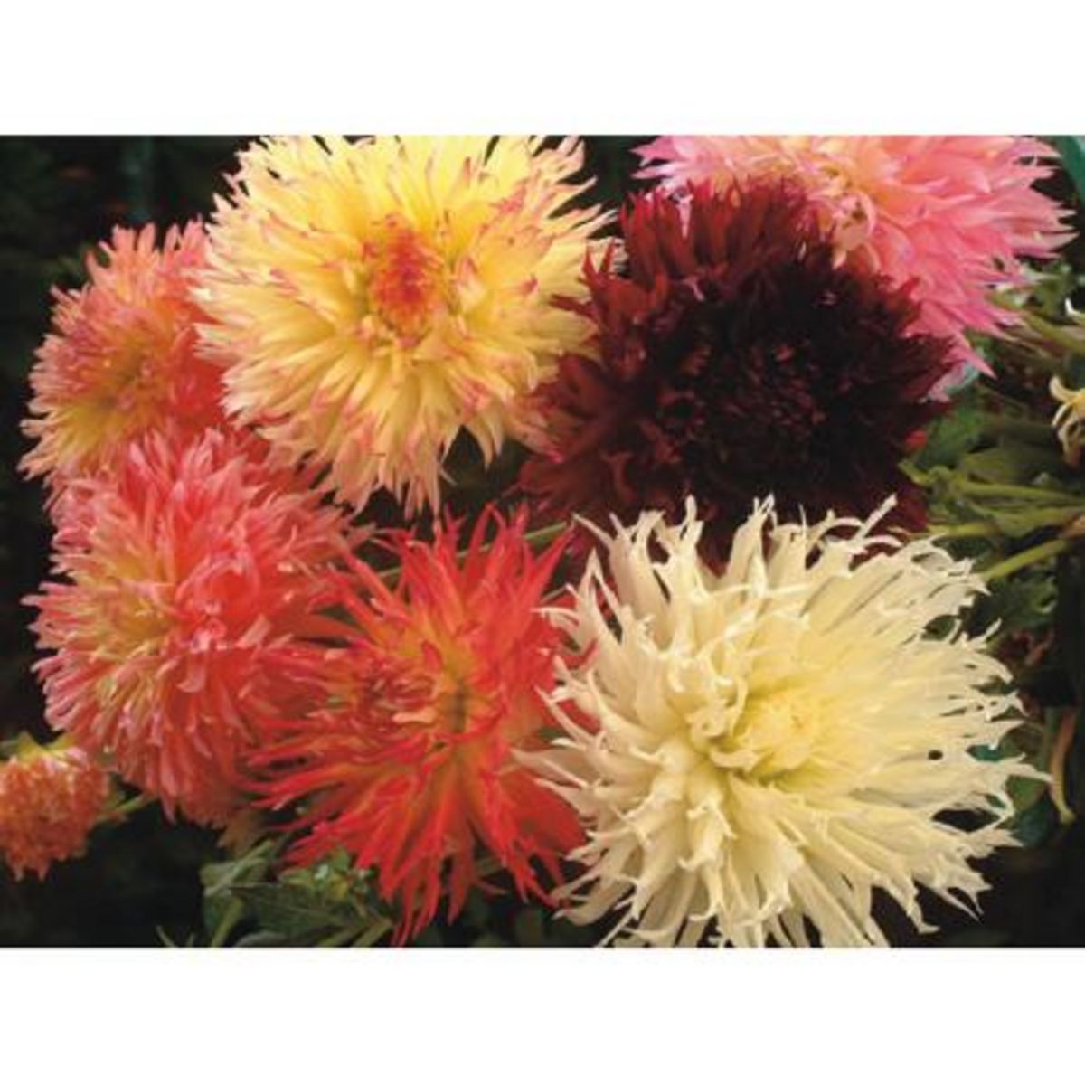 AUCHAN Dahlia Cactus Dentelle