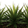 Voir la diapositive 3 : ATMOSPHERA Centre de Table Aloe Vera  Plant  31cm Blanc