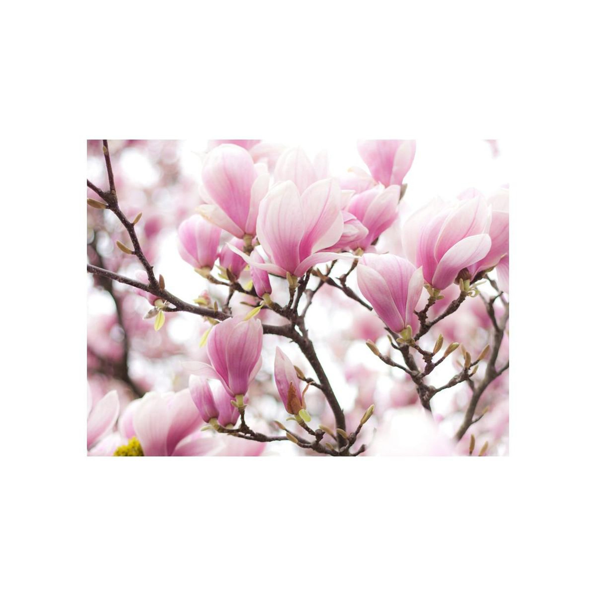 Voir la diapositive 2 : Paris Prix Papier Peint  Branche de Magnolia en Fleurs