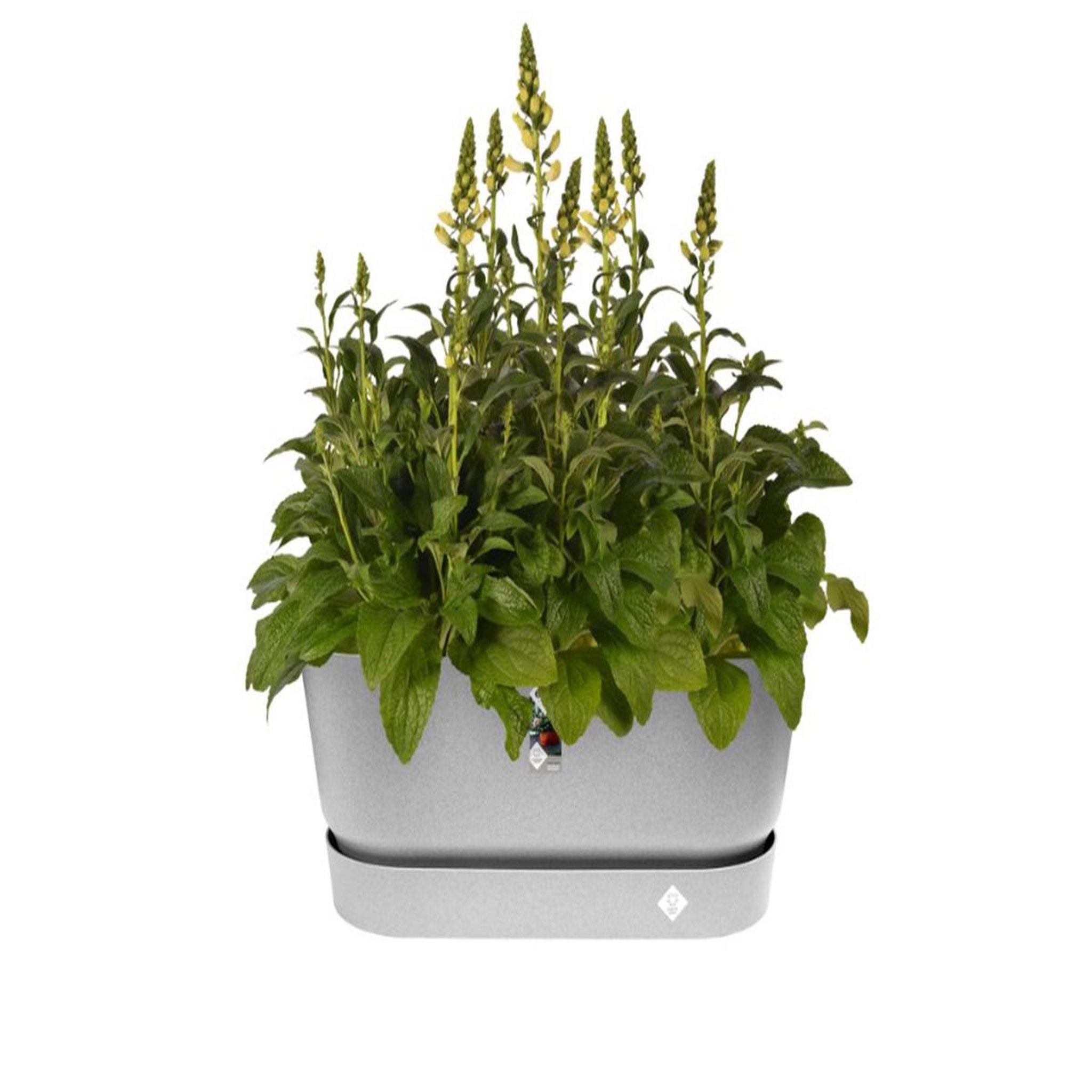 Voir la diapositive 2 : ELHO Jardinière Greenville Terrasse 60 x 26 x 24,4 cm avec roulettes - Gris béton - Elho