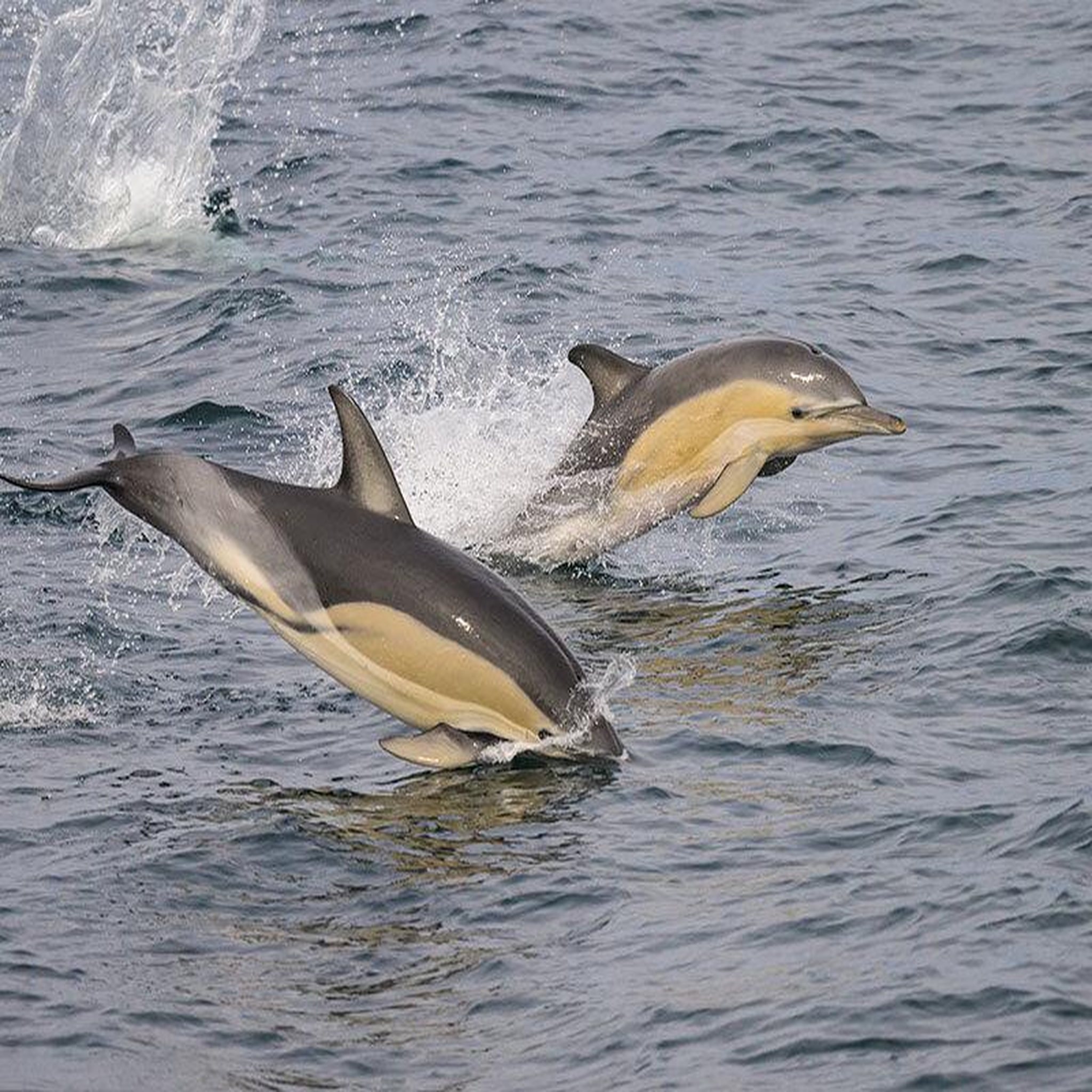 Voir la diapositive 3 : Smartbox Journée de croisière pour 2 près de lorient à la découverte des dauphins et oiseaux marins - coffret cadeau sport & aventure