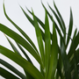 Voir la diapositive 3 : PLANT IN A BOX Mélange de plantes d'intérieur - Set de 2 - Hauteur 60-75cm - ⌀17cm