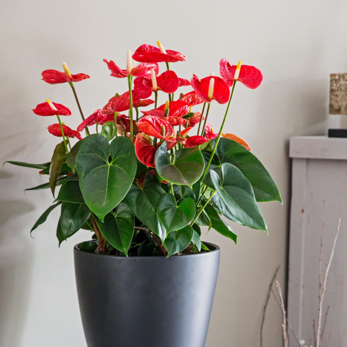 PLANT IN A BOX Langue de feu - Anthurium 'Madural Red' - Hauteur 55-70cm - ø17cm
