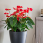 Voir la diapositive 5 : PLANT IN A BOX Langue de feu - Anthurium 'Madural Red' - Hauteur 55-70cm - ø17cm