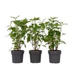 PLANT IN A BOX Hortensia - Set de 3 - Hydrangea 'Strong Annabelle' - Hauteur 30-40cm - ⌀19cm