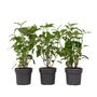 Voir la diapositive 1 : PLANT IN A BOX Hortensia - Set de 3 - Hydrangea 'Strong Annabelle' - Hauteur 30-40cm - ⌀19cm