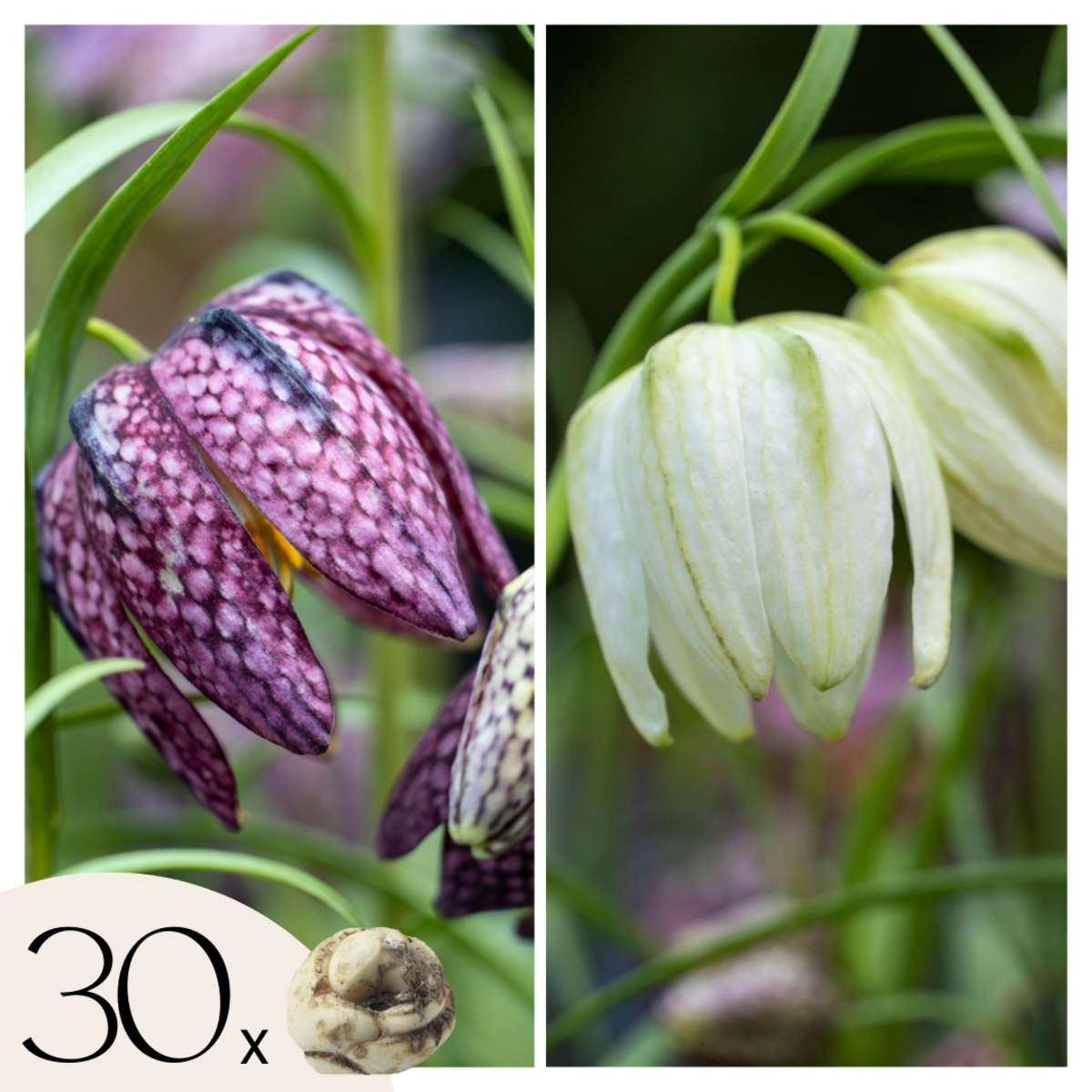 PLANT IN A BOX Fritillaire - Set de 30 - Fritillaria 'meleagris' - Bulbes à fleurs