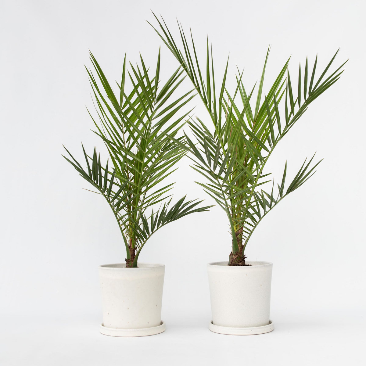 PLANT IN A BOX Palmier Dattier des Canaries - Set de 2 - Phoenix - Hauteur 50-60cm - ⌀15cm
