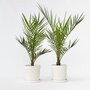 Voir la diapositive 5 : PLANT IN A BOX Palmier Dattier des Canaries - Set de 2 - Phoenix - Hauteur 50-60cm - ⌀15cm