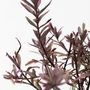 Voir la diapositive 3 : PLANT IN A BOX Buisson de Véronique - Set de 6 - Hebe pinguifolia - Hauteur 15-20cm - ⌀10,5cm