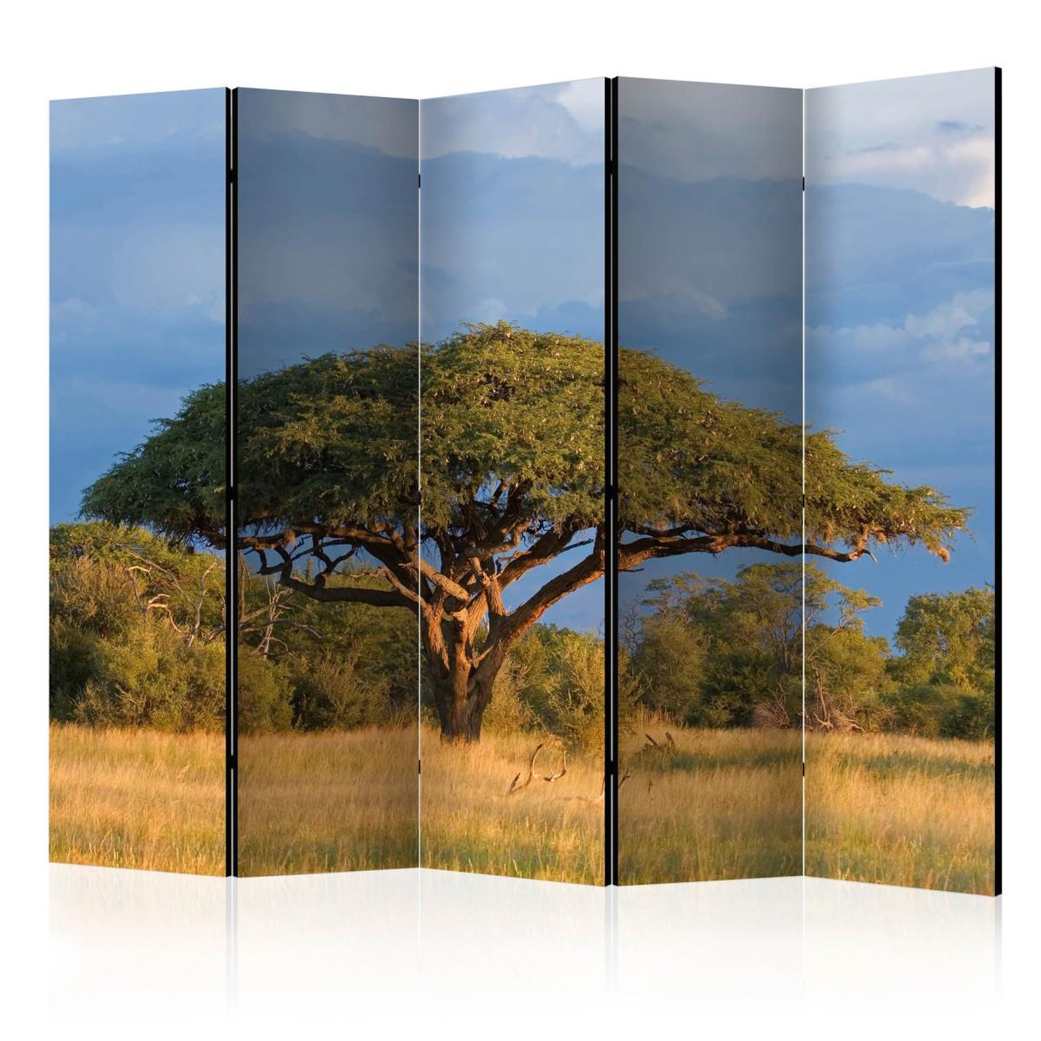 Paris Prix Paravent 5 volets  african acacia tree, hwange national park, zimbabwe  172x225cm