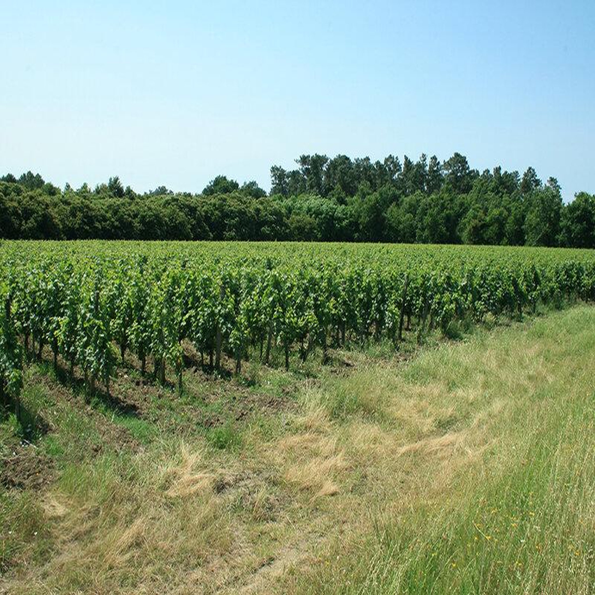 Voir la diapositive 3 : Smartbox Visite de vignoble biologique avec dégustation de 3 vins pour 2 près de blaye - coffret cadeau sport & aventure