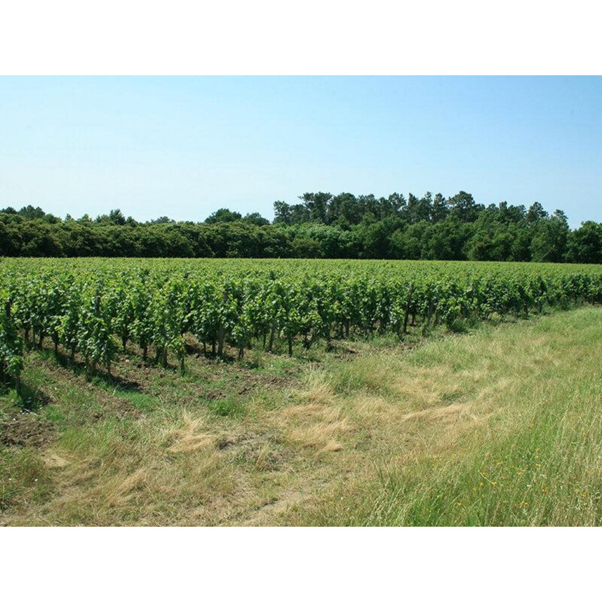 Smartbox Visite de vignoble biologique avec dégustation de 3 vins pour 2 près de Blaye - Coffret Cadeau Sport & Aventure