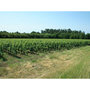 Voir la diapositive 3 : Smartbox Visite de vignoble biologique avec dégustation de 3 vins pour 2 près de Blaye - Coffret Cadeau Sport & Aventure