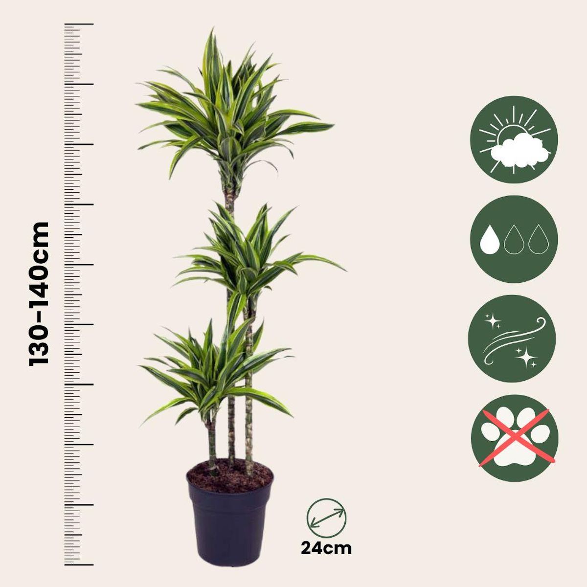 PLANT IN A BOX Dragonnier - Dracaena 'Lemon Lime' - Hauteur 130-140cm - ⌀24cm