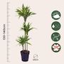 Voir la diapositive 2 : PLANT IN A BOX Dragonnier - Dracaena 'Lemon Lime' - Hauteur 130-140cm - ⌀24cm