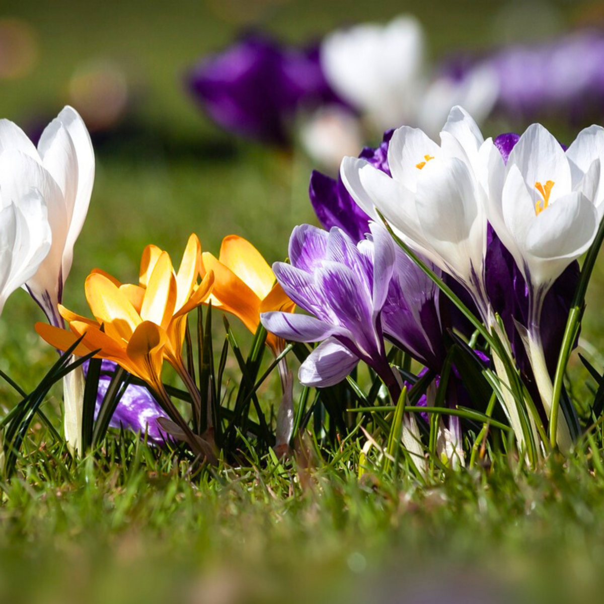 PLANT IN A BOX Fleur printanière - Set de 30 - Crocus 'Large Flowering Mix' - Bulbes à fleurs