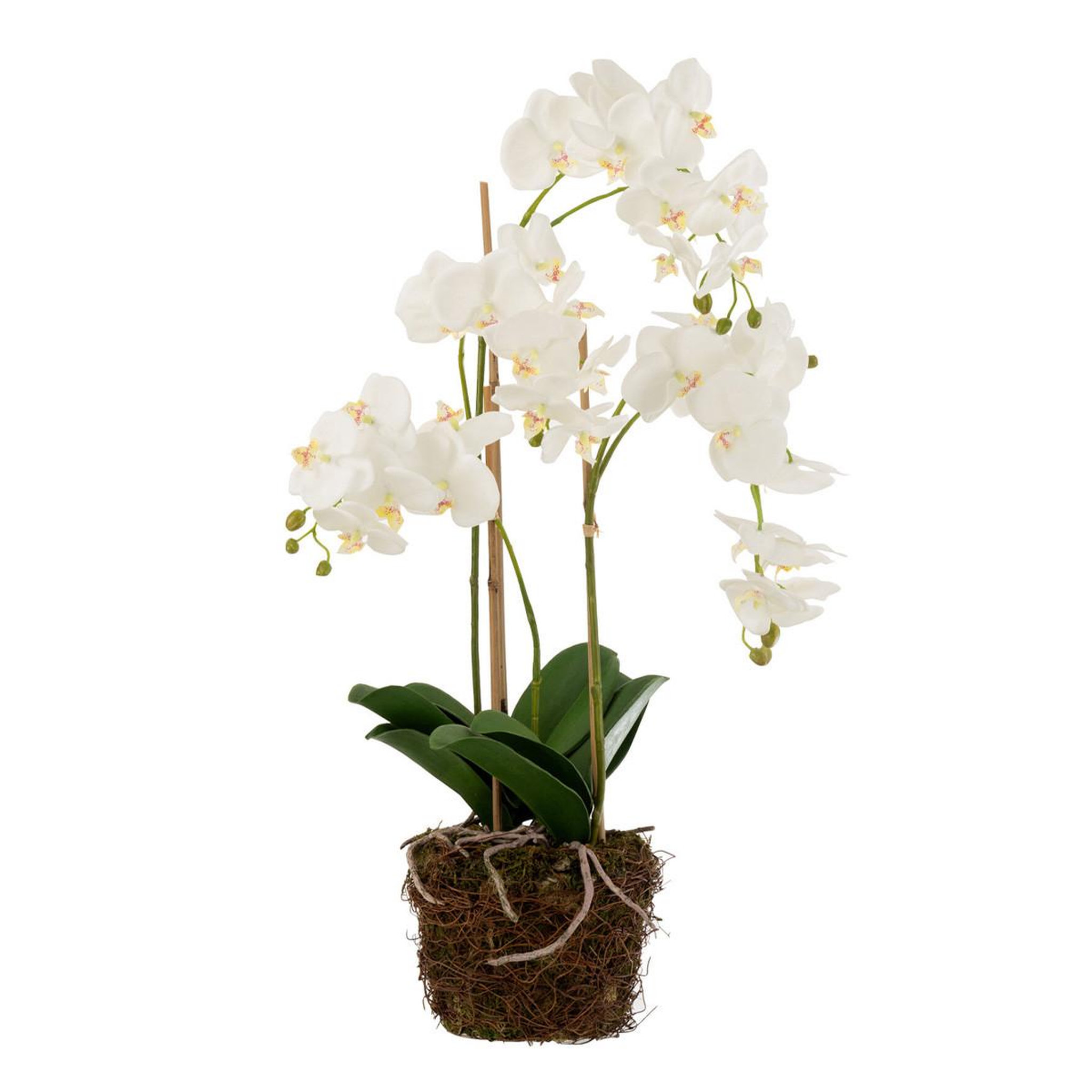 J-LINE Fleur Artificielle Déco  Orchidée en Terre  72cm Blanc