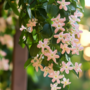 Voir la diapositive 3 : PLANT IN A BOX Jasmin étoilé - Set de 6 - Trachelospermum jasminoides - Hauteur 25-40cm - ⌀9cm