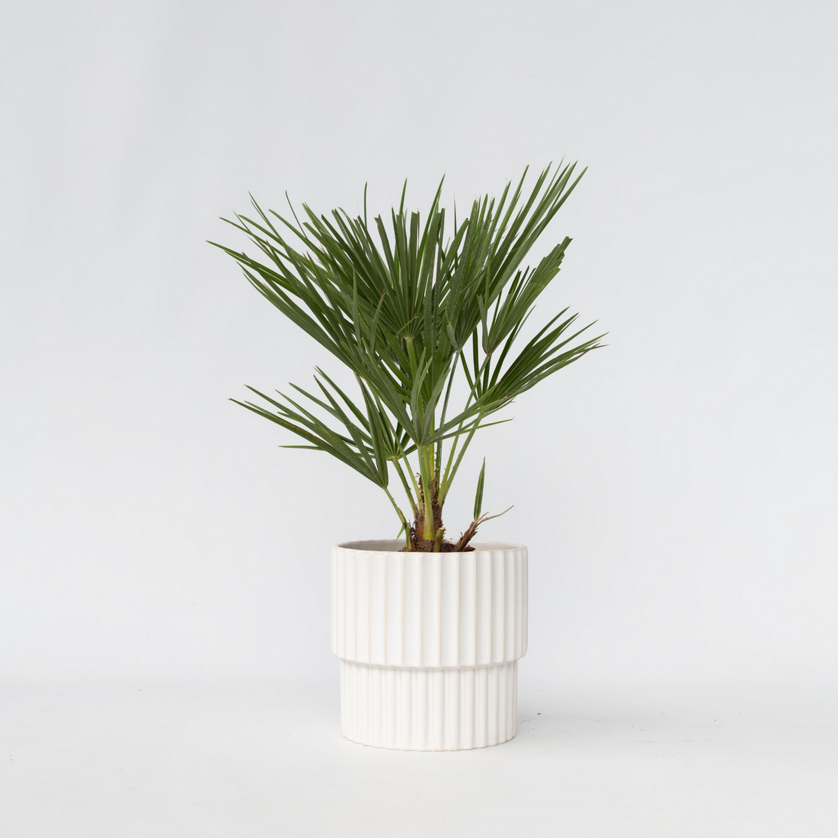 PLANT IN A BOX Palmier nain - Chamaerops humilis - Hauteur 50-60cm - ⌀15cm