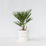 Voir la diapositive 6 : PLANT IN A BOX Palmier nain - Chamaerops humilis - Hauteur 50-60cm - ⌀15cm