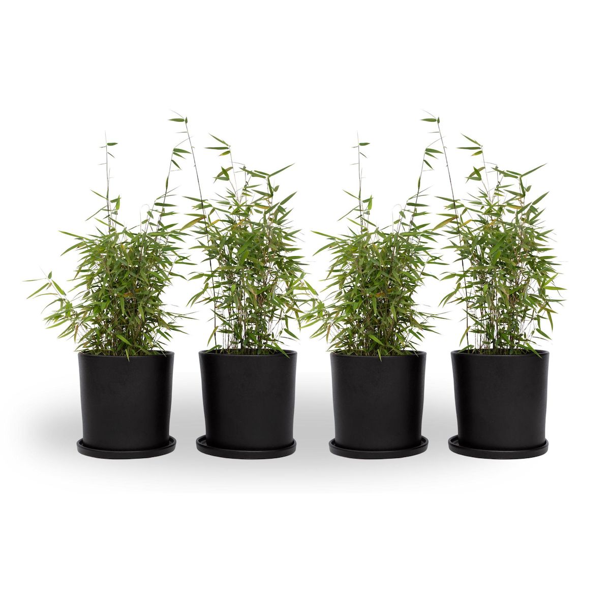 PLANT IN A BOX Bambou non-traçant - Set de 4 - Fargesia nitida 'Red Dragon' - H50-70cm - ⌀17cm