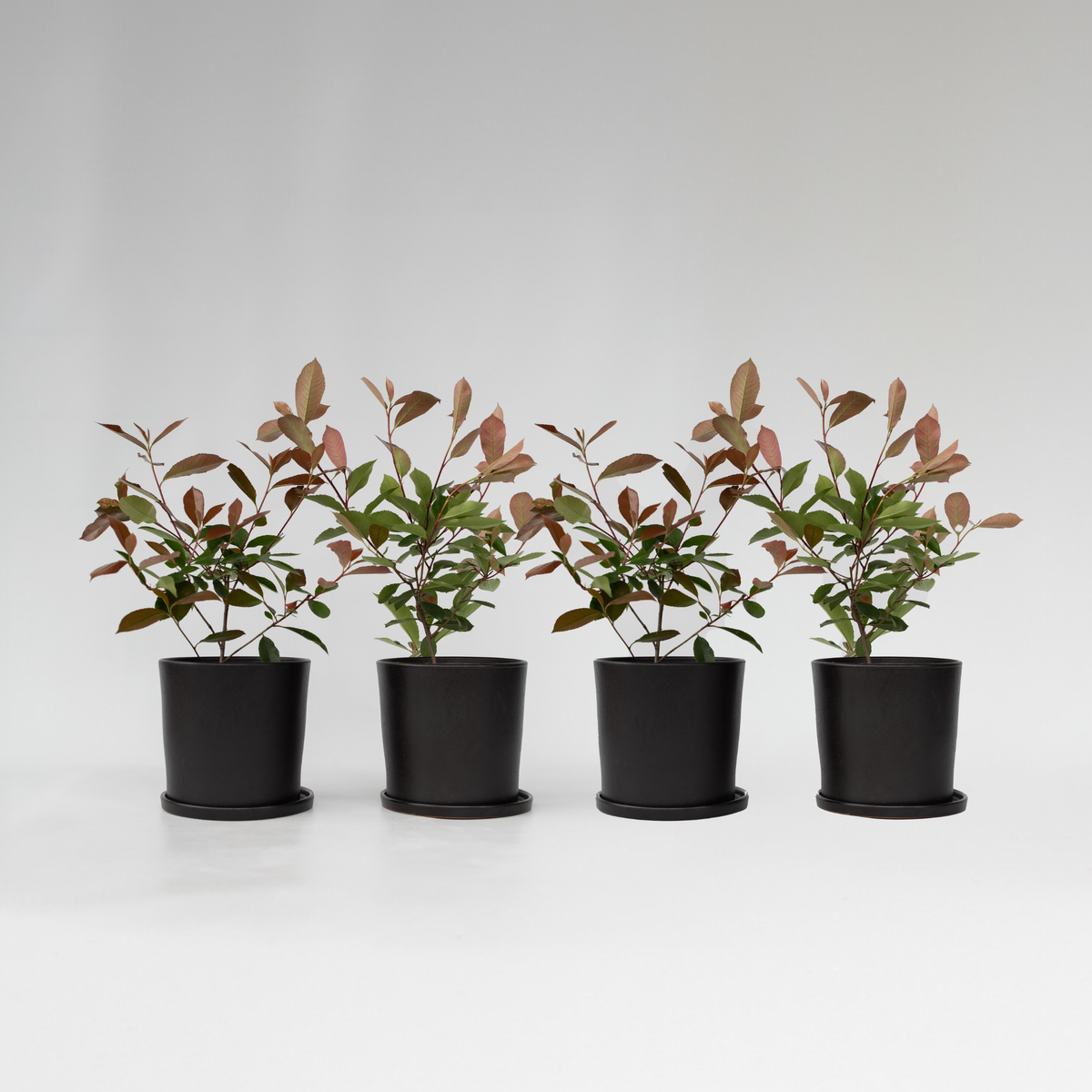 PLANT IN A BOX Feuille de noyer - Set de 4 - Photinia fraseri 'Red Robin' - H30-40cm - ⌀17cm