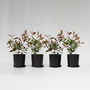 Voir la diapositive 5 : PLANT IN A BOX Feuille de noyer - Set de 4 - Photinia fraseri 'Red Robin' - H30-40cm - ⌀17cm