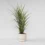 Voir la diapositive 6 : PLANT IN A BOX Roseau de Chine - Miscanthus sinensis 'Zebrinus' - Hauteur 20-30cm - ⌀23cm