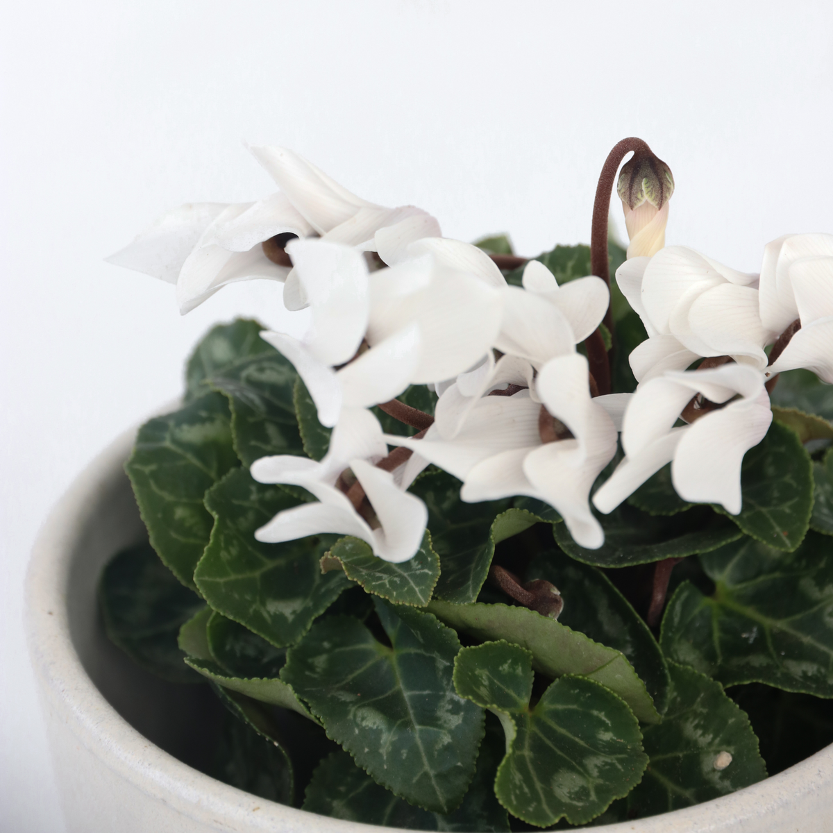 PLANT IN A BOX Cyclamen de Perse - Set de 3 - Cyclamen 'Metis White' - Hauteur 10-20cm - ⌀9cm