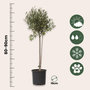 Voir la diapositive 2 : PLANT IN A BOX Olivier - Olea europaea - Hauteur 80-90cm - ⌀19cm