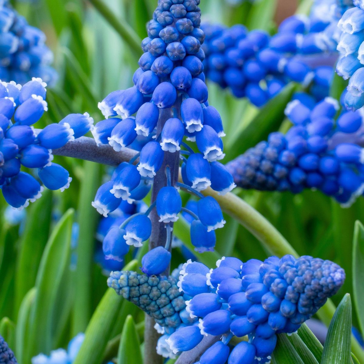 PLANT IN A BOX Muscari d'Arménie - Set de 200 - Muscari armeniacum - Bulbes à fleurs - Bleu