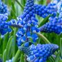 Voir la diapositive 3 : PLANT IN A BOX Muscari d'Arménie - Set de 200 - Muscari armeniacum - Bulbes à fleurs - Bleu