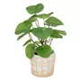  Plante Artificielle en Pot  Adulga  34cm Blanc & Vert