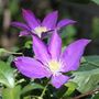 Voir la diapositive 3 : PLANT IN A BOX Clématite - Set de 3 - Clematis 'The President' - Hauteur 25-40cm - ⌀9cm
