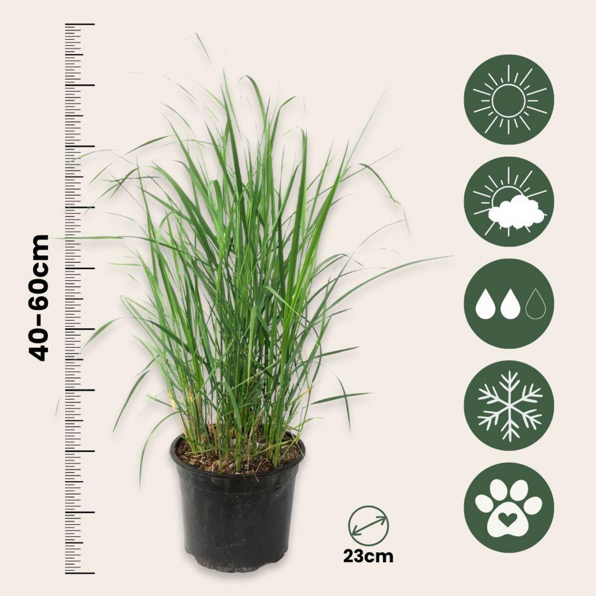 PLANT IN A BOX Calamagrostide - Set de 2 - Calamagrostis 'Karl Foerster' - H40-60cm - ⌀23cm